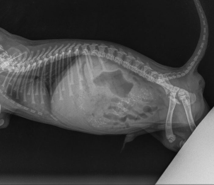 X-ray image of a puppy showing internal anatomy prior to life-saving surgery for absence of a butthole condition. X-ray image of a puppy showing internal anatomy prior to life-saving surgery for absence of a butthole condition.