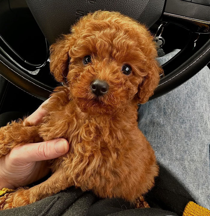 Fluffy brown puppy held in hands inside a car, highlighting Aussie vets performing life-saving surgery on a puppy. Fluffy brown puppy held in hands inside a car, highlighting Aussie vets performing life-saving surgery on a puppy.