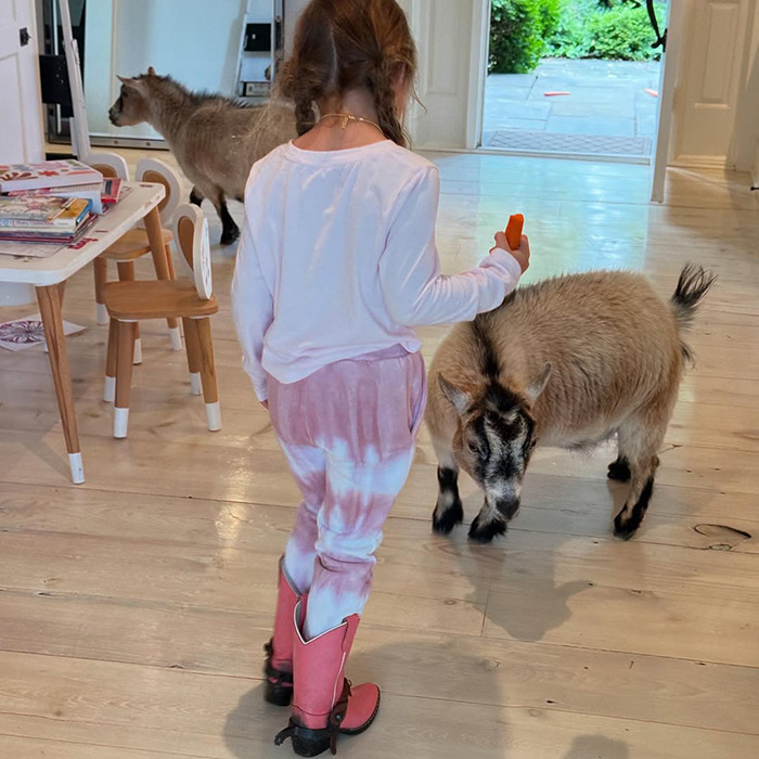 Child at home feeding a goat with a carrot, related to Gigi Hadid sparks outrage after sharing daughter Khai's breakfast menu. Child at home feeding a goat with a carrot, related to Gigi Hadid sparks outrage after sharing daughter Khai's breakfast menu.