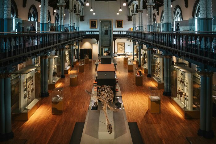 Interior of a UK museum with animal skeletons and artifacts, showcasing culture and history in a grand hall.