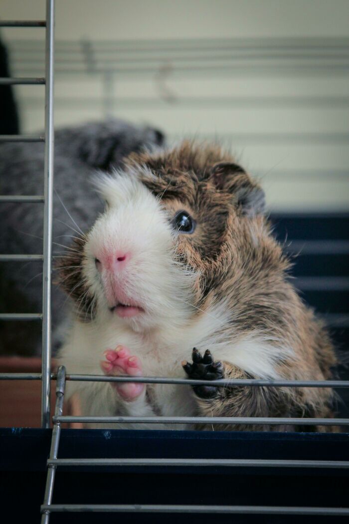 Deportation Crisis Leaves Guinea Pigs In Desperate Need Of Rescue Deportation Crisis Leaves Guinea Pigs In Desperate Need Of Rescue