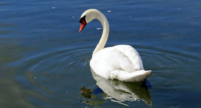 A white swan gliding on calm water, surrounded by gentle ripples in a peaceful outdoor setting.