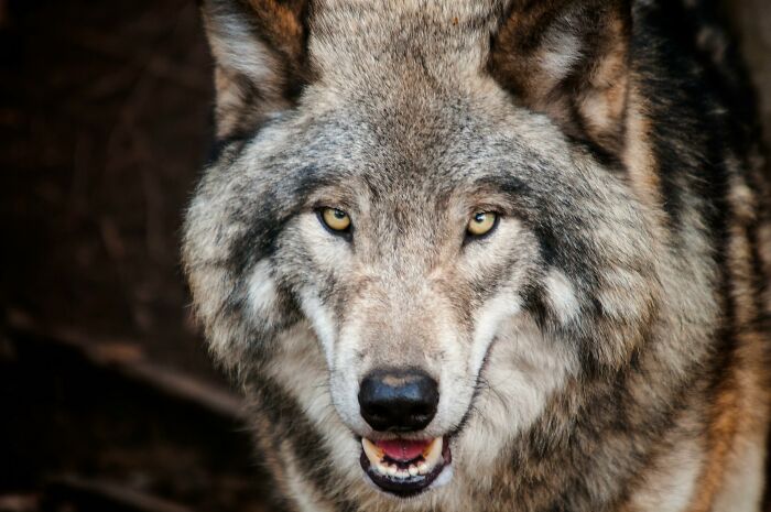 Close-up of a wolf with intense eyes, symbolizing subtle signs of incredibly low self-esteem in online discussions.