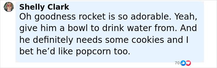 Baby Raccoon Rescued In The Most Wholesome Way After Getting Stranded On Doorstep In Heavy Rains