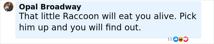 Baby Raccoon Rescued In The Most Wholesome Way After Getting Stranded On Doorstep In Heavy Rains