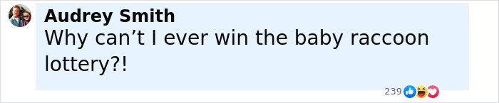 Baby Raccoon Rescued In The Most Wholesome Way After Getting Stranded On Doorstep In Heavy Rains