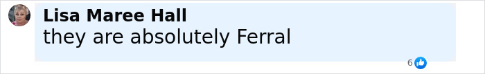 Comment by Lisa Maree Hall saying they are absolutely Ferral with 6 likes, related to Kanye West's wife Bianca Censori law infringement in Porsche. Comment by Lisa Maree Hall saying they are absolutely Ferral with 6 likes, related to Kanye West's wife Bianca Censori law infringement in Porsche.