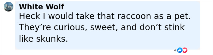 Baby Raccoon Rescued In The Most Wholesome Way After Getting Stranded On Doorstep In Heavy Rains