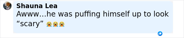 Baby Raccoon Rescued In The Most Wholesome Way After Getting Stranded On Doorstep In Heavy Rains