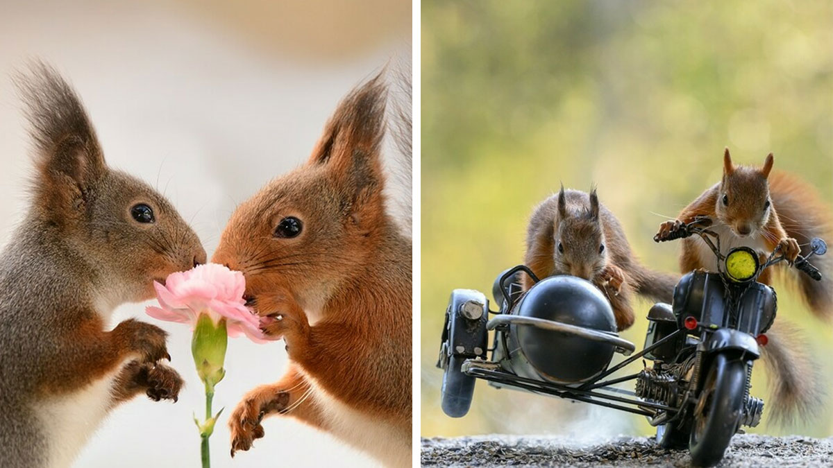 Two squirrels interacting with a flower and two squirrels playing on a miniature prop motorcycle outdoors.