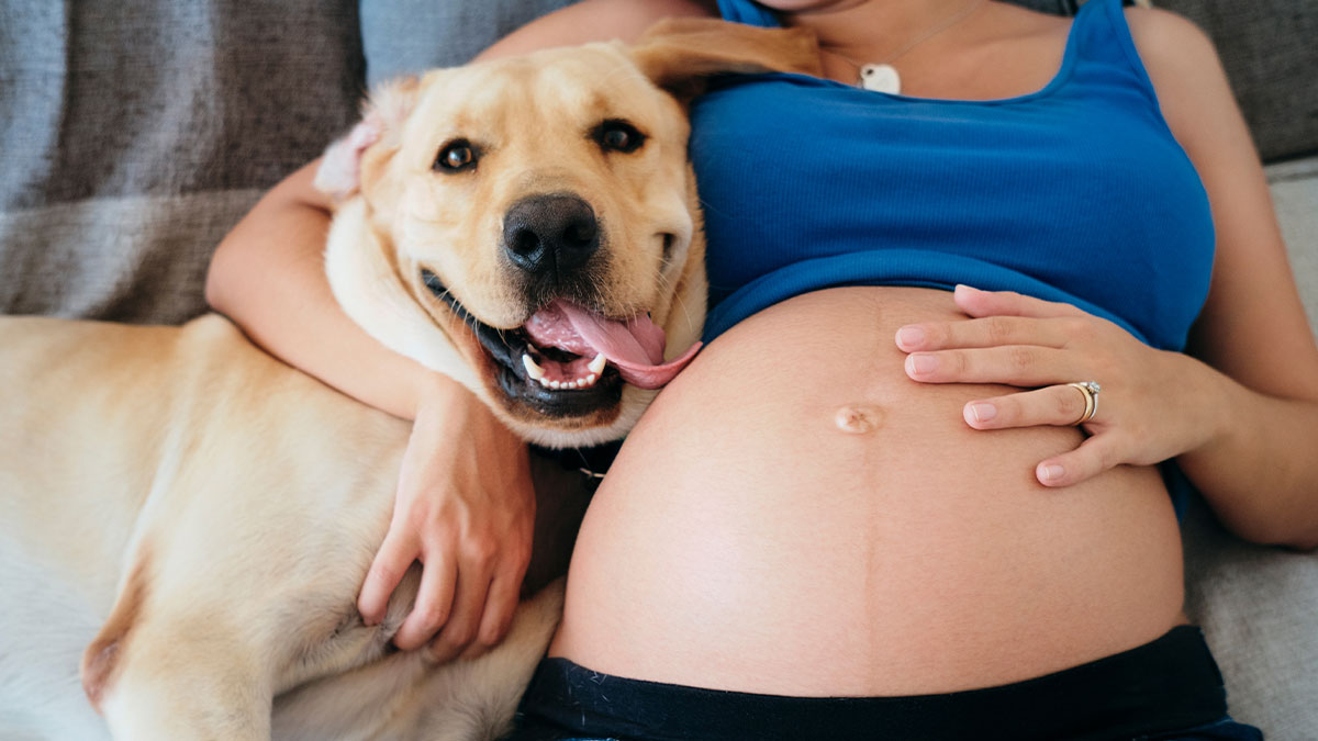 Pregnant woman in blue shirt cuddling her happy yellow labrador dog during maternity shoot at home.