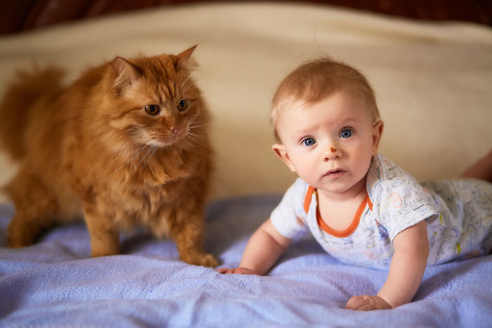 Ginger cat and baby lying on a bed together, highlighting companionship and refusing to let rehome cat concerns. Ginger cat and baby lying on a bed together, highlighting companionship and refusing to let rehome cat concerns.