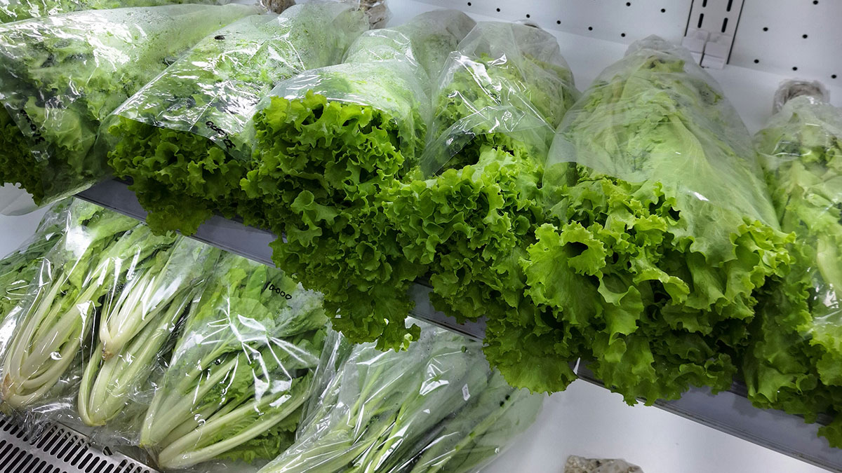 Fresh lettuce wrapped in plastic in the produce aisle, a healthy product that can make you sick warns food expert