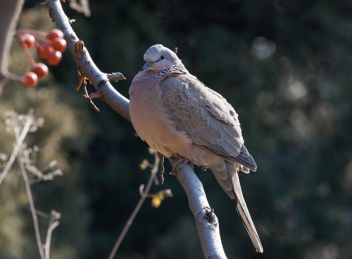 A dove perched on a branch with berries, symbolizing raw and emotional confessions carrying heavy secrets.