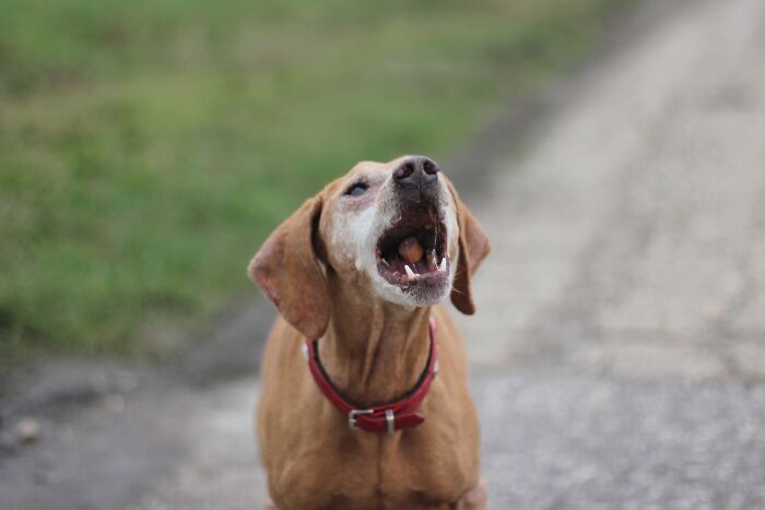 Brown dog with a red collar barking outdoors, capturing raw emotional expression like heavy secrets being carried.
