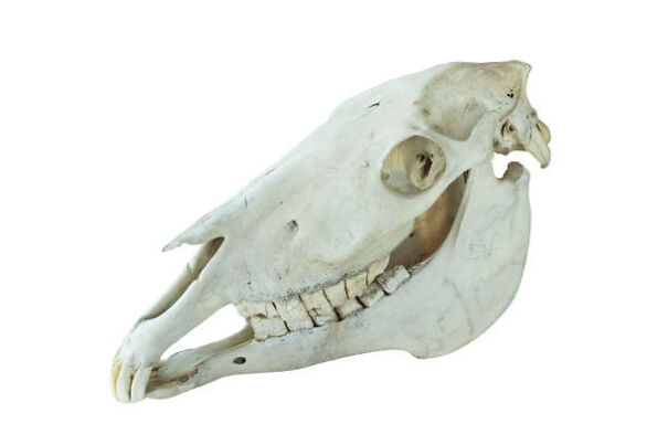 skull-684ebb07b45bc.jpg