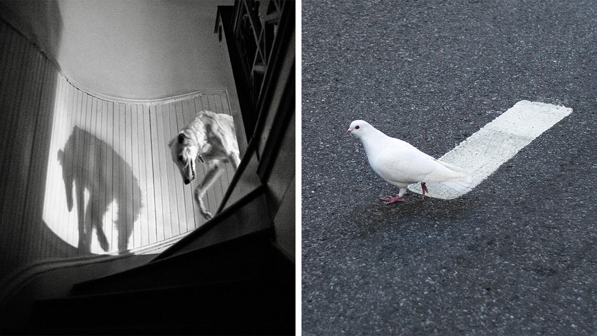 Street photographer captures magical coincidences of city life with shadows and objects aligning perfectly in urban scenes.