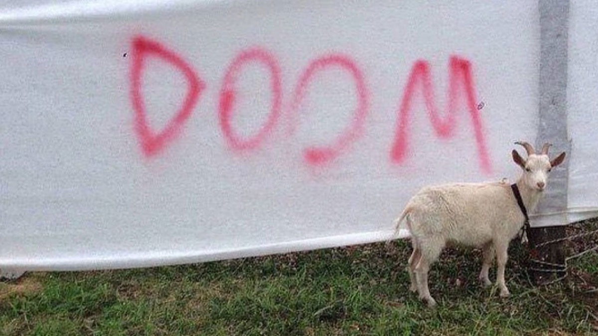 White goat standing near wall with upside down red graffiti letters, a random photo showing unusual perspective.