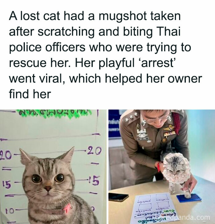 Adorable cat mugshot goes viral after rescuers try to save her in delightful animals funny animal memes.