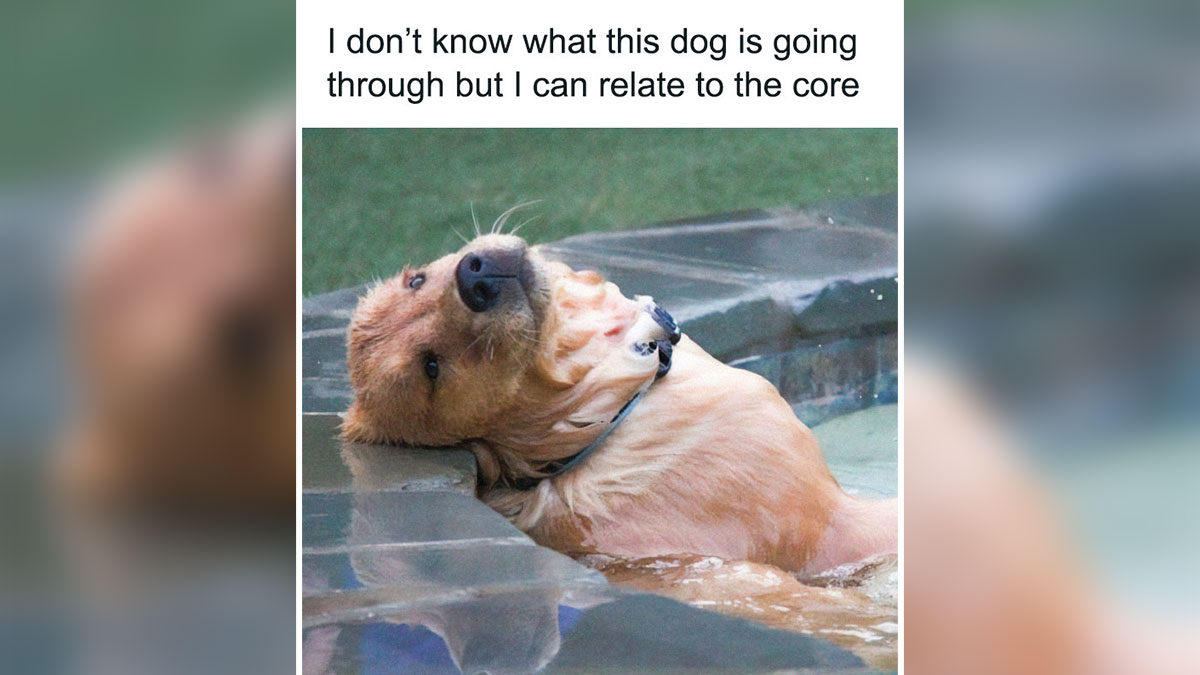 Funny animal meme featuring a dog relaxing in water with a relatable expression, showcasing delightful animals humor.
