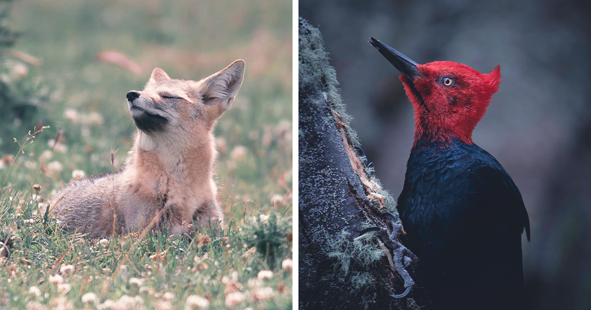 Stunning Wildlife Photos From A Photographer Who’s Spent Decades ...