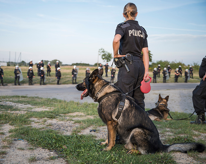 Police officer with German shepherds in open area during a lineup, highlighting caring mother’s portion of jaw missing. Police officer with German shepherds in open area during a lineup, highlighting caring mother’s portion of jaw missing.