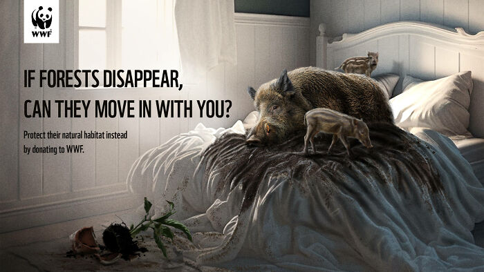 Wild boars in a bedroom bed with roots growing, highlighting powerful WWF ads on forest and habitat protection.