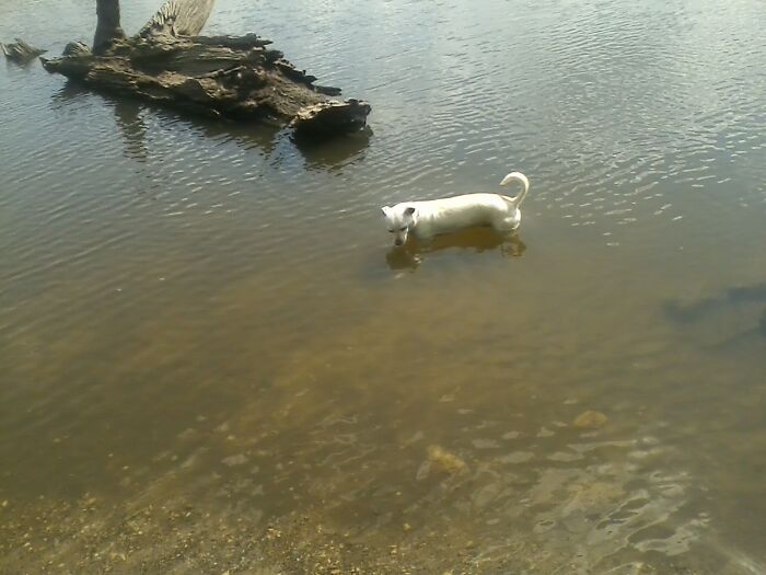 Could Be From A Horror Movie Called, " Attack Of The Brown River Dragon"