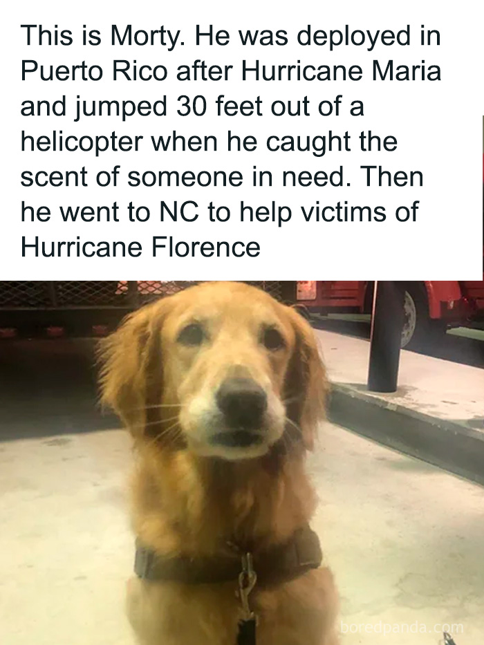 Golden retriever sitting on concrete with a leash, illustrating relatable and funny dog owner moments in adorable memes.