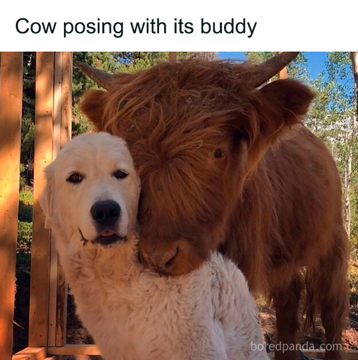 Dog and cow posing together outdoors, showcasing an adorable and relatable moment for dog owners.