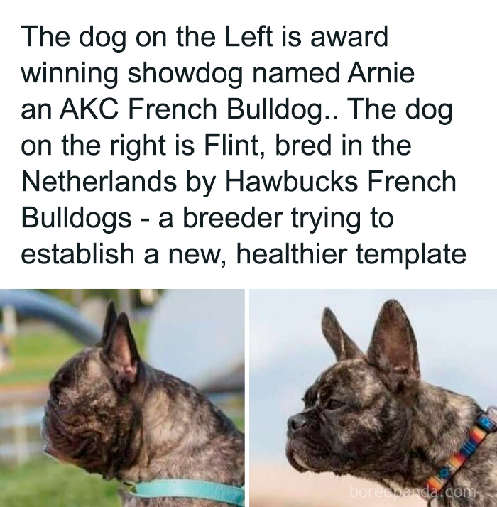 Side-by-side images of two French Bulldogs, highlighting differences in appearance for dog owners and enthusiasts.