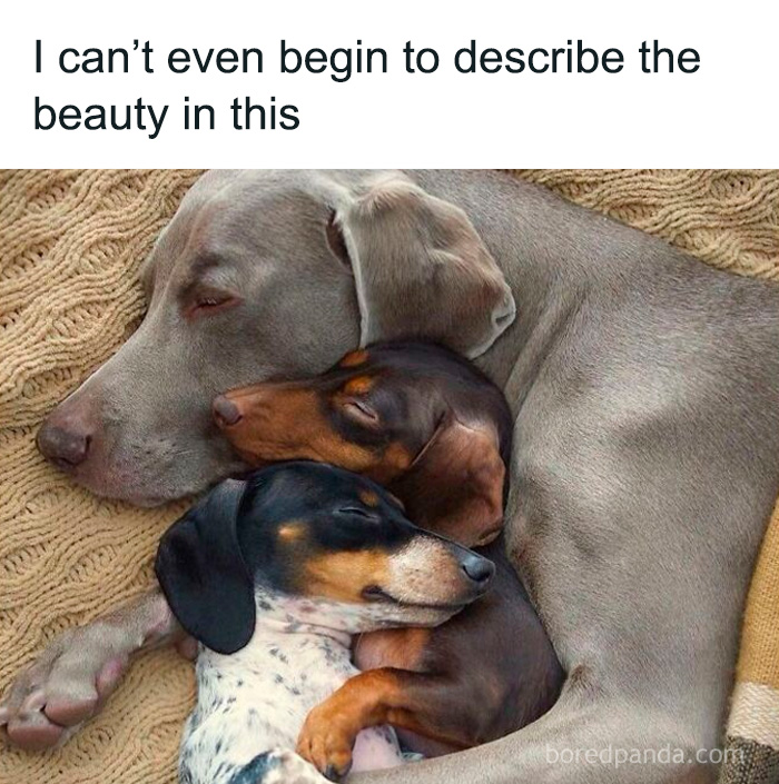 Three dogs cuddling closely on a cozy blanket, showing adorable and relatable moments for dog owners.
