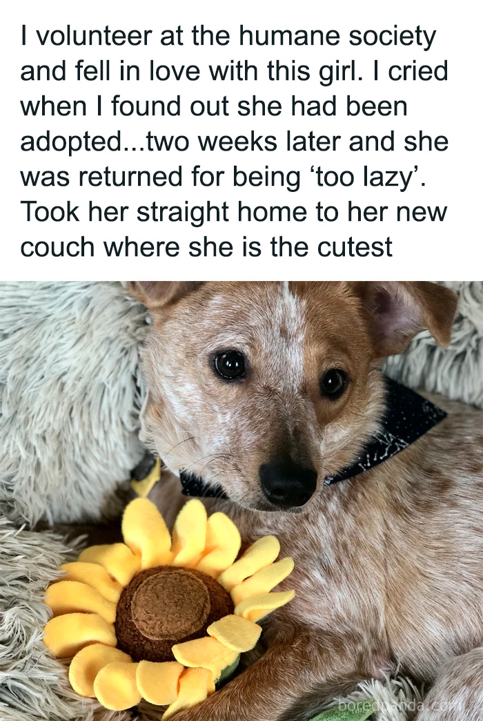 Adorable dog resting on a fluffy couch with a sunflower toy, capturing funny and relatable moments for dog owners