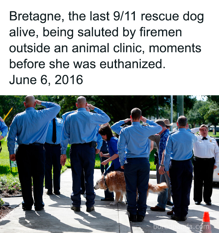 Firemen salute the last 9/11 rescue dog alive outside an animal clinic, a relatable moment for dog owners.