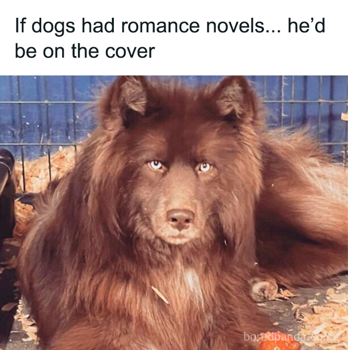Brown fluffy dog with intense eyes holding a bone, meme about dogs, relatable and funny dog owner memes.