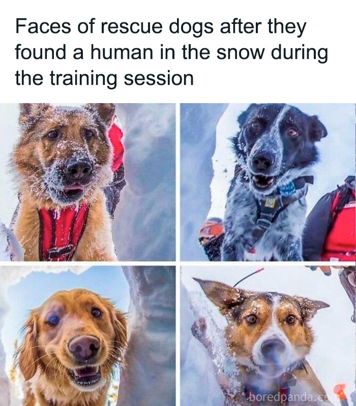 Four rescue dogs with snow-covered faces looking happy and surprised during a training session in the snow, dog owner memes.