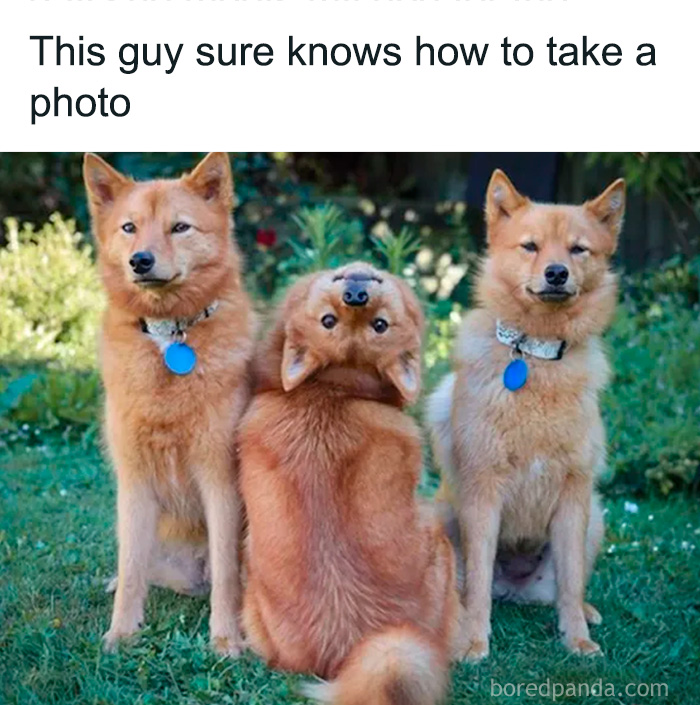Three adorable dogs posing in a garden, with one dog playfully sitting upside down, perfect for dog owners memes.