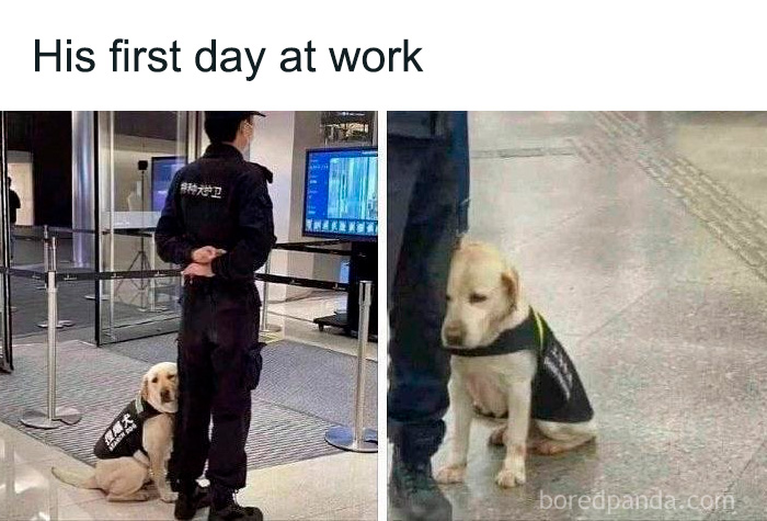 Adorable puppy in a work vest sitting next to a security guard, a funny and relatable meme for dog owners.