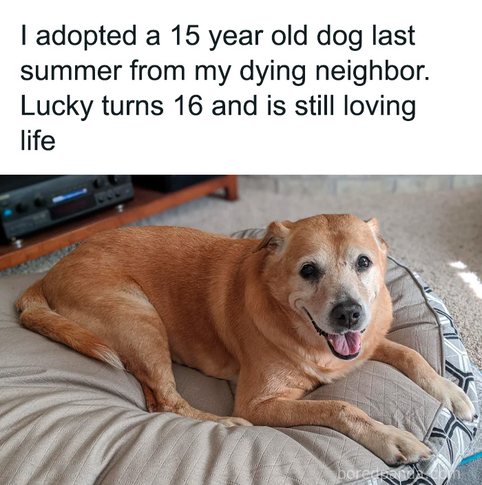 Happy senior dog resting on a cozy bed, a relatable moment for dog owners in adorable memes about pet life.