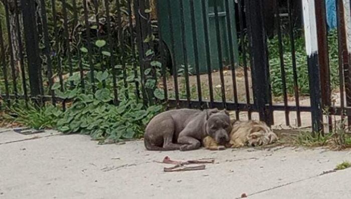 Two loyal stray pups lying close together on a sidewalk near a black metal fence, refusing to be separated. Two loyal stray pups lying close together on a sidewalk near a black metal fence, refusing to be separated.