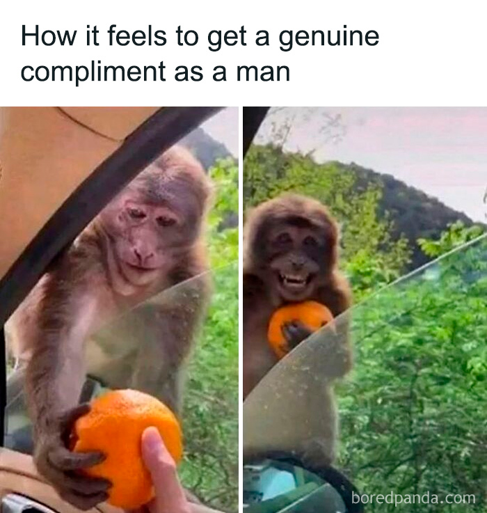 Monkey receiving an orange through a car window, illustrating humor for fans of weird and unhinged memes.