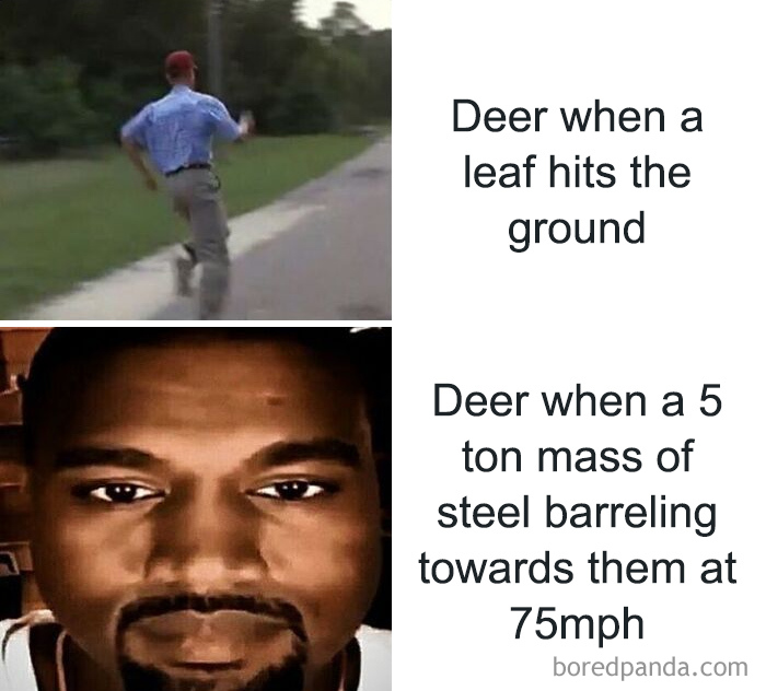 Meme contrasting a deer reacting nervously to a leaf and calmly to a fast-moving vehicle, weird and unhinged humor.