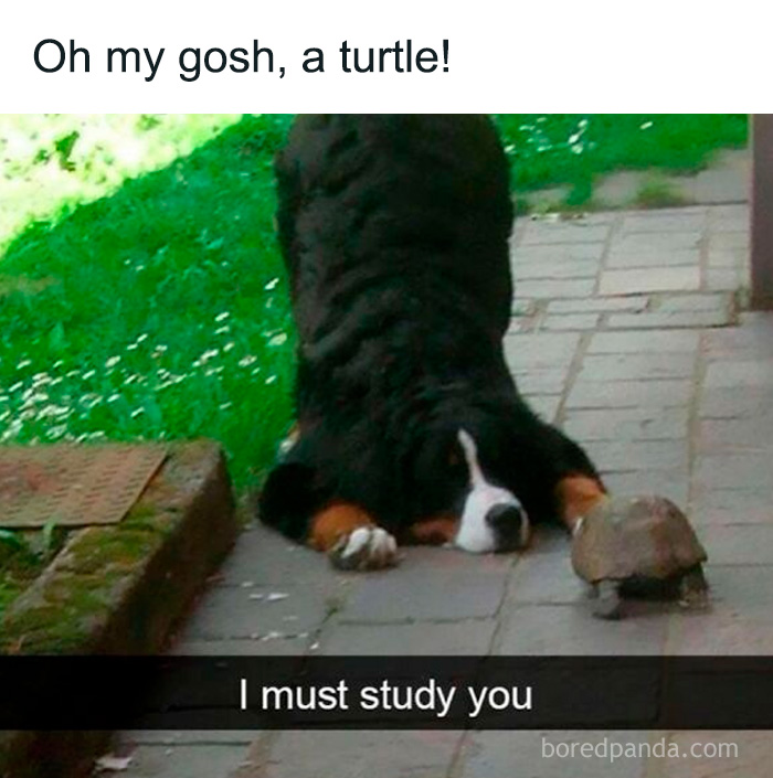 Playful dog closely observing a turtle outdoors, a funny moment relatable to dog owners in memes.