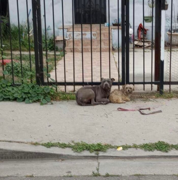 Two loyal stray pups lying close together on a sidewalk outside a gated yard, refusing to be separated. Two loyal stray pups lying close together on a sidewalk outside a gated yard, refusing to be separated.