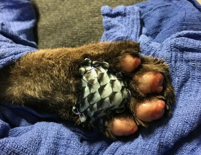 Wildlife vet treating a paw injury on a furry animal with protective bandaging on a blue cloth.