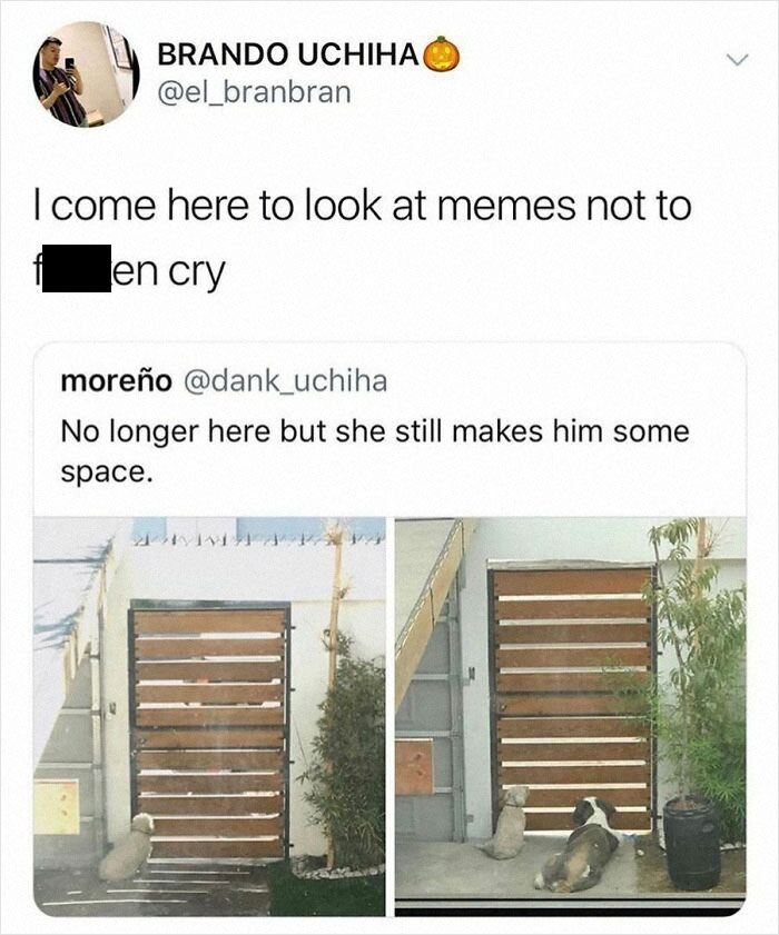 Funny dog memes showing a small dog making space for a larger dog by a wooden gate, capturing relatable pet behavior.