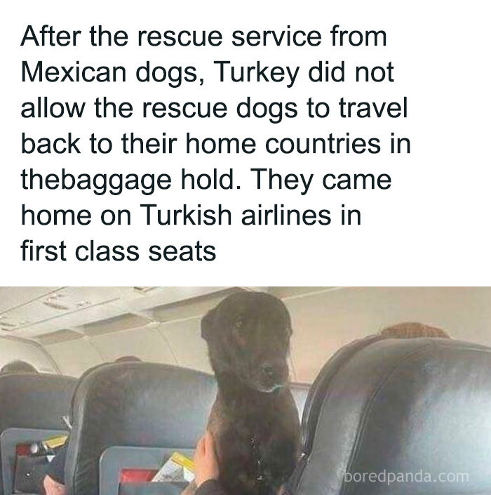 Dog owners may find funny and relatable meme of a rescue dog sitting in first class airplane seat on Turkish Airlines flight.