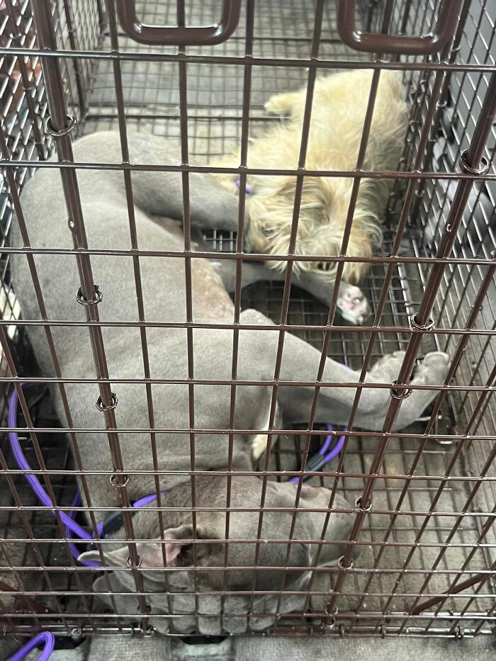 Two loyal stray pups lying closely together inside a metal cage, showing strong bond before rescue arrives. Two loyal stray pups lying closely together inside a metal cage, showing strong bond before rescue arrives.