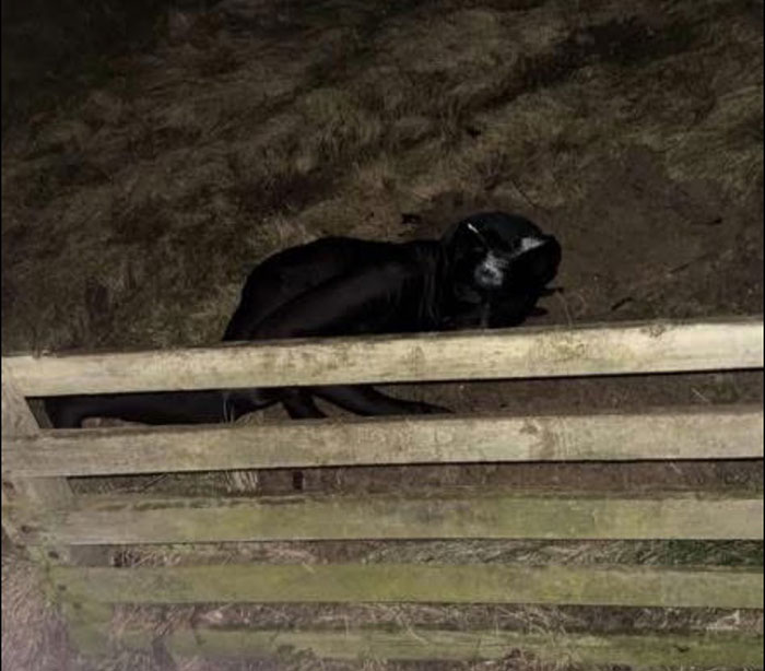 Mysterious figure crawling in full-body cat suit at night in a dark neighborhood behind wooden fence and grass. Mysterious figure crawling in full-body cat suit at night in a dark neighborhood behind wooden fence and grass.