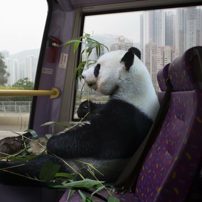 Panda sitting inside a bus in Hong Kong, surrounded by bamboo, part of surreal panda edits by SurrealHK.